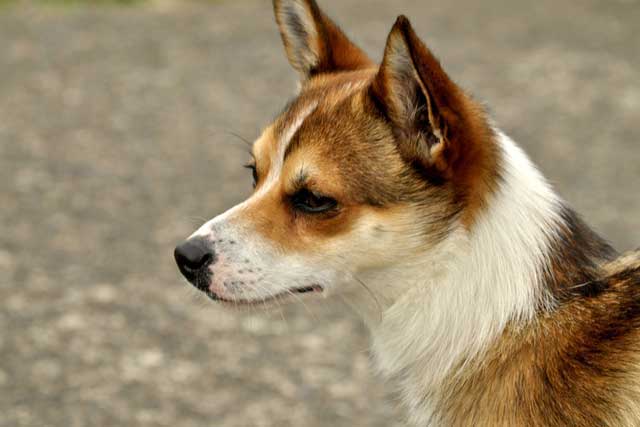 20 Least Popular Dog Breeds in America: 3. Norwegian Lundehund