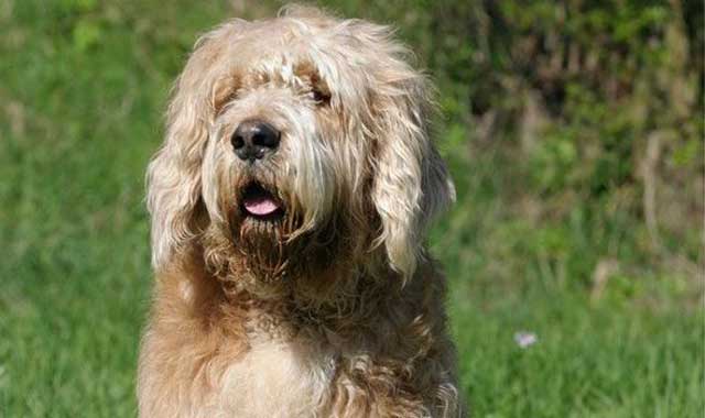 20 Least Popular Dog Breeds in America: 5. Otterhound