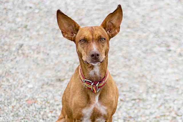 20 Least Popular Dog Breeds in America: 14. Pharaoh Hound