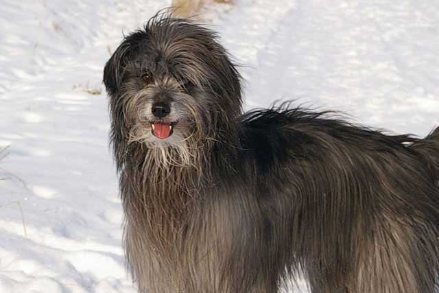 20 Least Popular Dog Breeds in America: 9. Pyrenean Shepherd