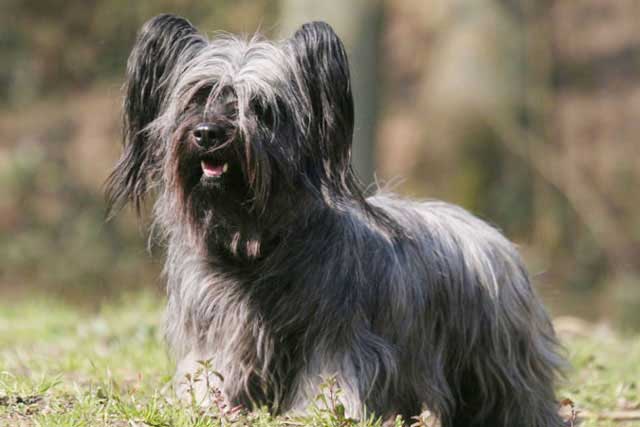 20 Least Popular Dog Breeds in America: 10. Skye Terrier
