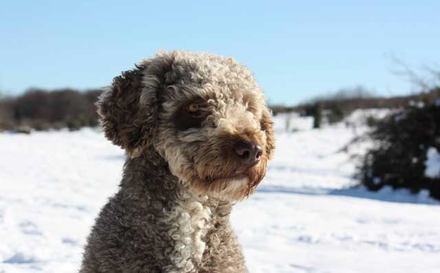 20 Least Popular Dog Breeds in America: 18. Spanish Water Dog