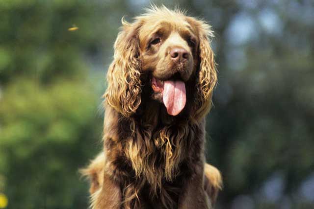 20 Least Popular Dog Breeds in America