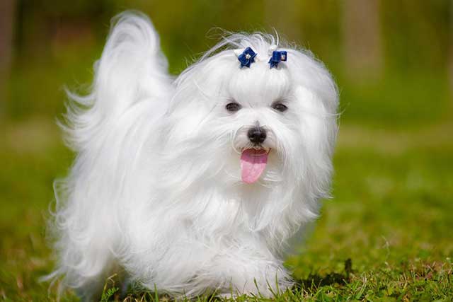 Maltese vs. Shih Tzu: Which Is Better? Maltese