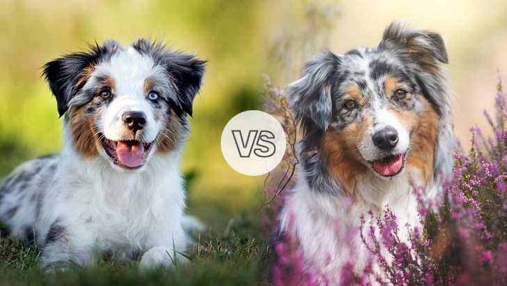 The Definitive Breed Standard Comparison In Photos For Australian Shepherds And Miniature