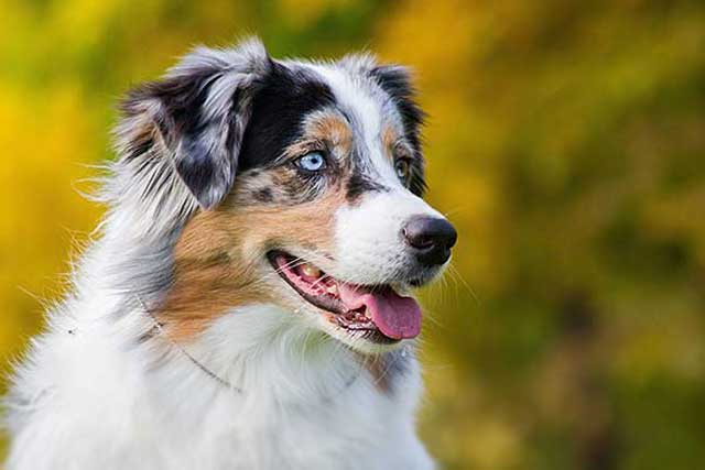 Miniature American Shepherd vs Australian Shepherd: Which Is Better? Australian Shepherd