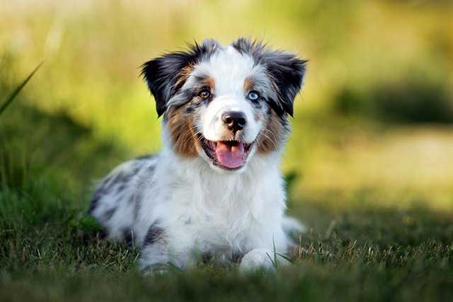 Miniature American Shepherd vs Australian Shepherd: Which Is Better? Mini American