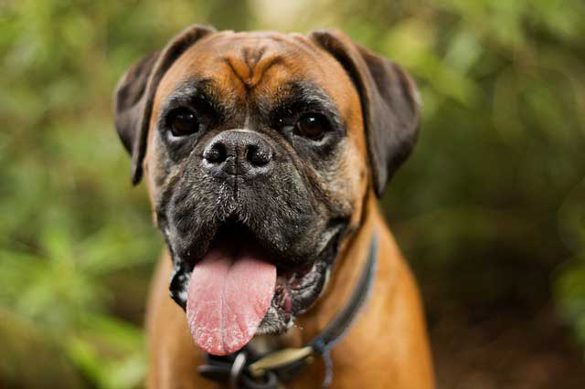 Top 10 Breeds More Prone to Food Allergies - 6. Boxers