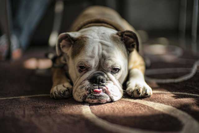 Top 10 Breeds More Prone to Food Allergies - 9. Bulldogs