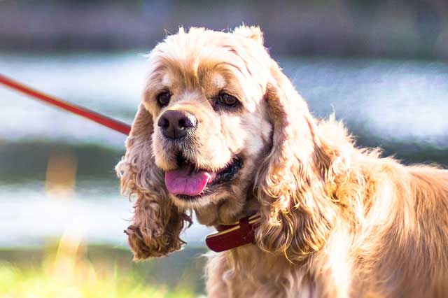 Top 10 Breeds More Prone to Food Allergies - 8. Cocker Spaniels
