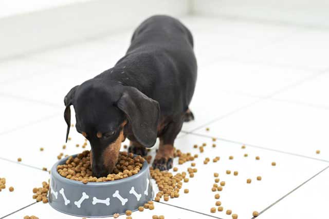 Top 10 Breeds More Prone to Food Allergies - 5. Dachshunds