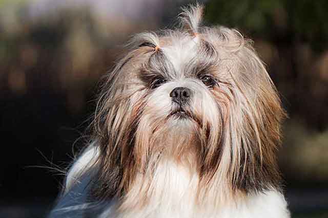 Top 10 Breeds More Prone to Food Allergies - 2. Lhasa Apsos