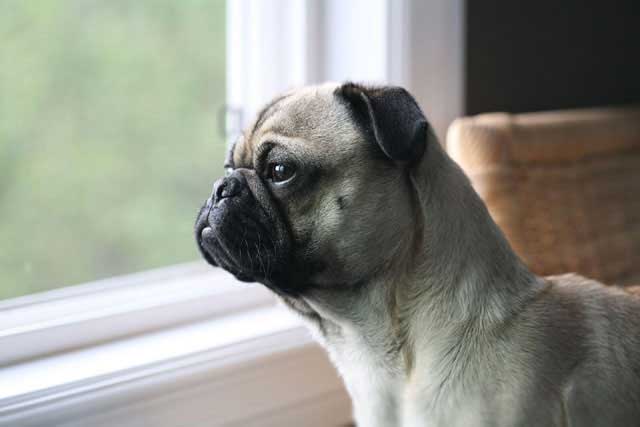 Top 10 Breeds More Prone to Food Allergies - 4. Pugs