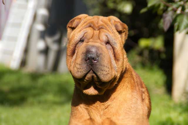 Top 10 Breeds More Prone to Food Allergies - 7. Shar-peis