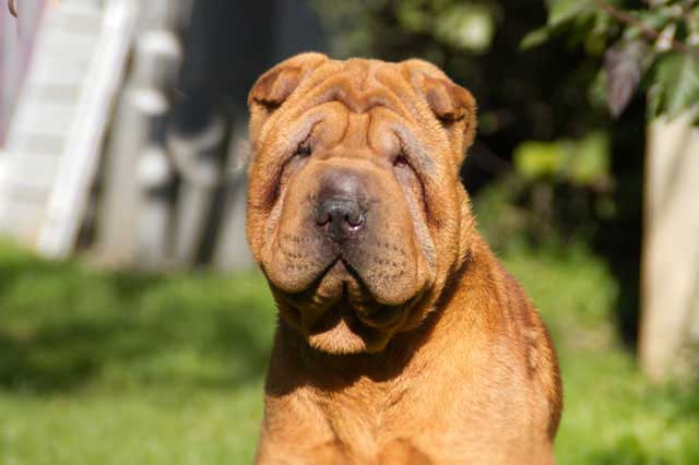 Shar pei discount food allergies
