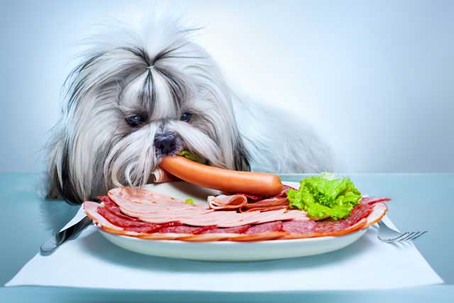 Top 10 Breeds More Prone to Food Allergies - 10. Shih Tzus