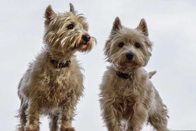 Top 10 Breeds More Prone to Food Allergies - 3. Westies