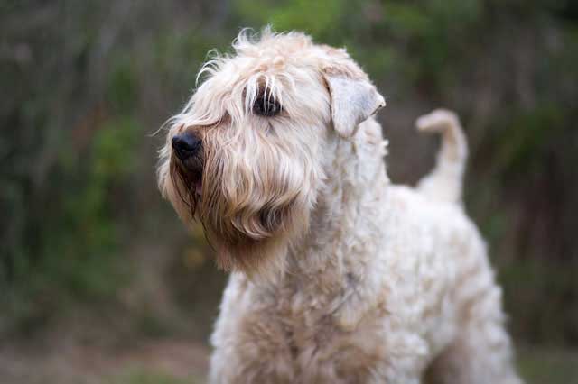 Top 10 Breeds More Prone to Food Allergies - 1. Wheaten Terriers