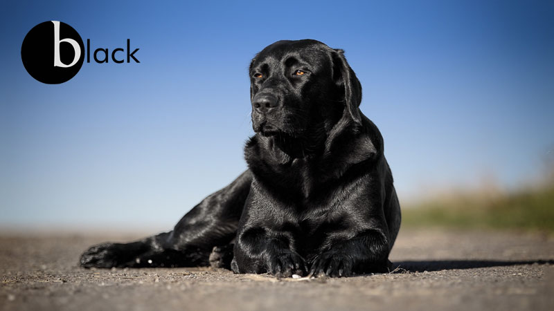 Most Common Black Dog Breeds