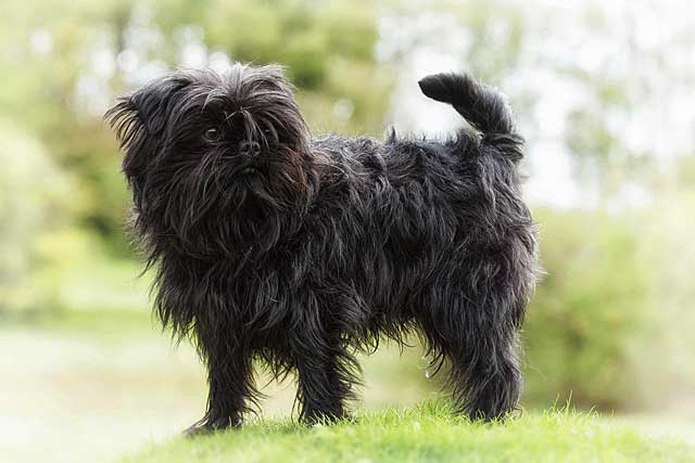 10 Most Common Black Dog Breeds: 7. Affenpinscher