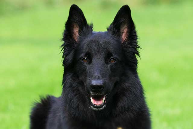 10 Most Common Black Dog Breeds: 1. Belgian Sheepdog