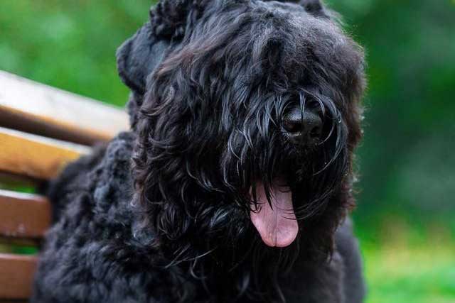 10 Most Common Black Dog Breeds: 3. Black Russian Terrier