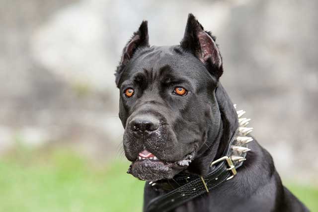10 Most Common Black Dog Breeds: 10. Cane Corso