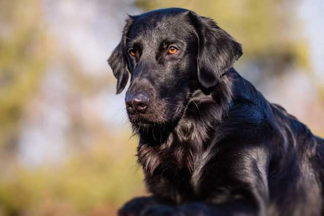 10 Most Common Black Dog Breeds: 6. Flat-Coated Retriever