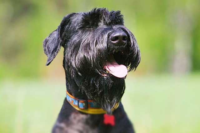 10 Most Common Black Dog Breeds: 5. Giant Schnauzer