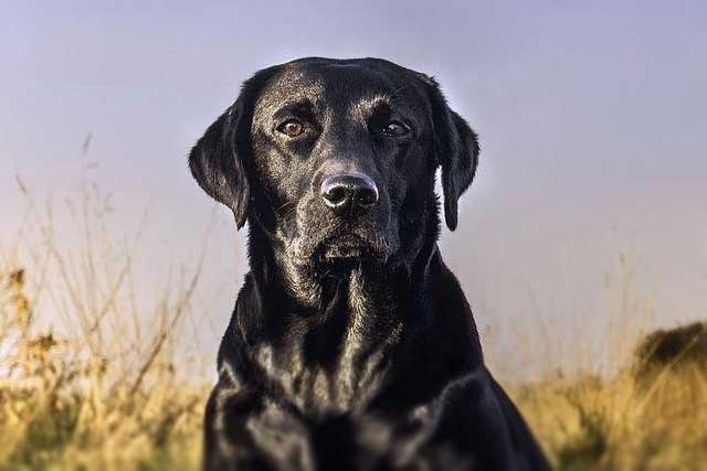 10 Most Common Black Dog Breeds: 4. Labrador Retriever