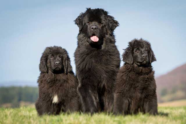 10 Most Common Black Dog Breeds: 9. Newfoundland