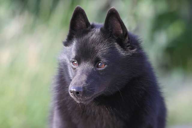 10 Most Common Black Dog Breeds: 2. Schipperke