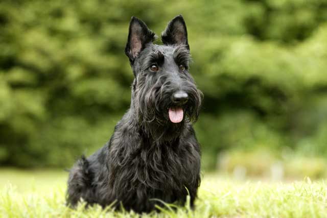 10 Most Common Black Dog Breeds: 8. Scottish Terrier