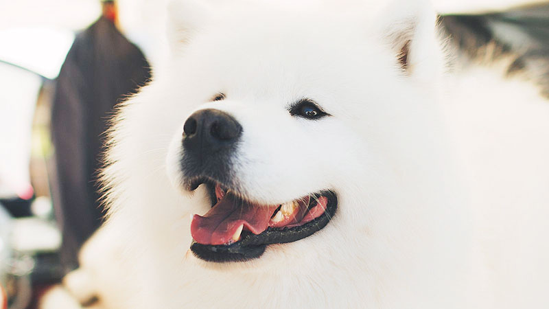 Most Common White Dog Breeds