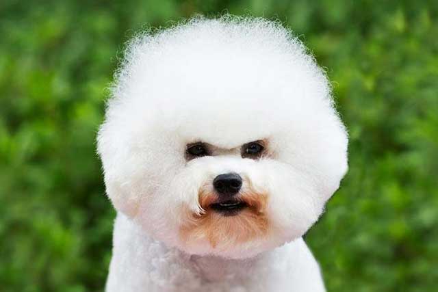 10 Most Common White Dog Breeds: 2. Bichon Frise