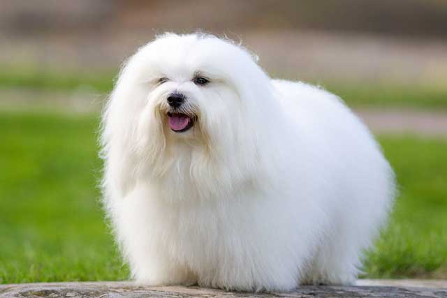 10 Most Common White Dog Breeds: 7. Coton De Tulear