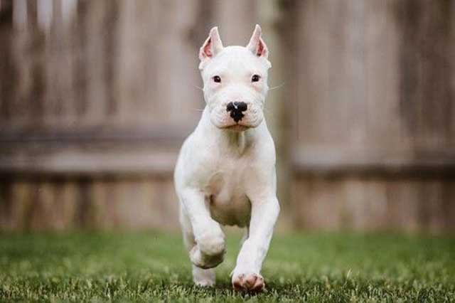 10 Most Common White Dog Breeds: 10. Dogo Argentino