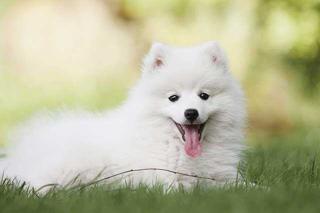 10 Most Common White Dog Breeds: 8. Eskie