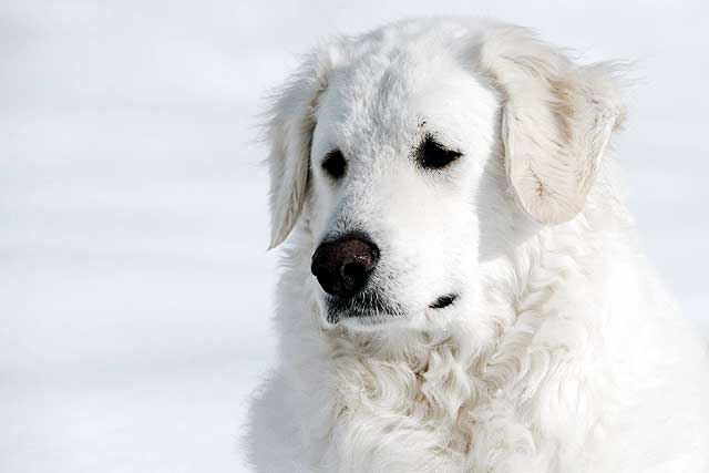 10 Most Common White Dog Breeds: 9. Kuvasz