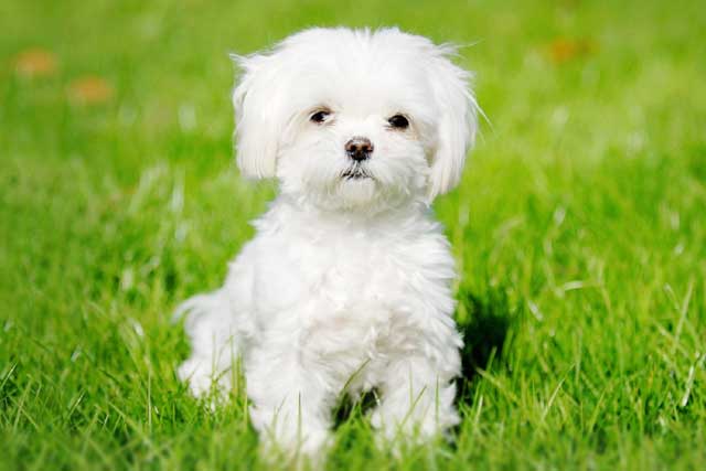 10 Most Common White Dog Breeds: 4. Maltese