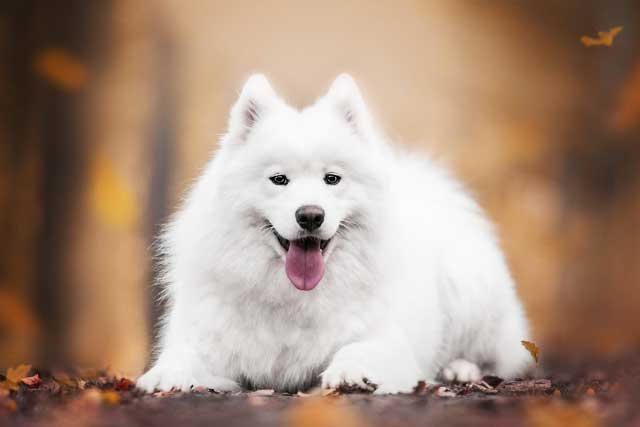10 Most Common White Dog Breeds: 1. Samoyed