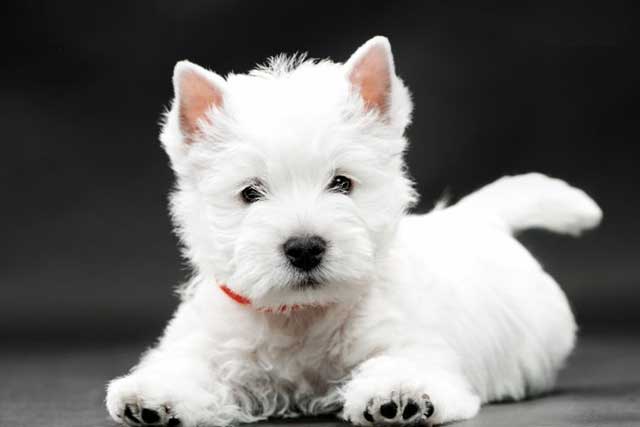 10 Most Common White Dog Breeds: 3. Westie