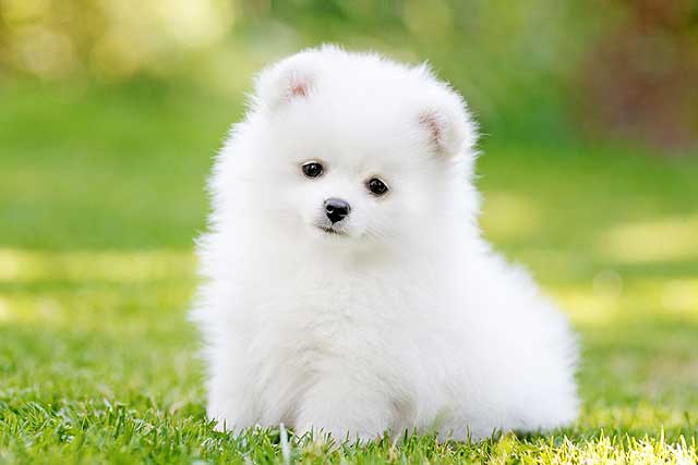 10 Most Common White Dog Breeds: 5. White Pomeranian