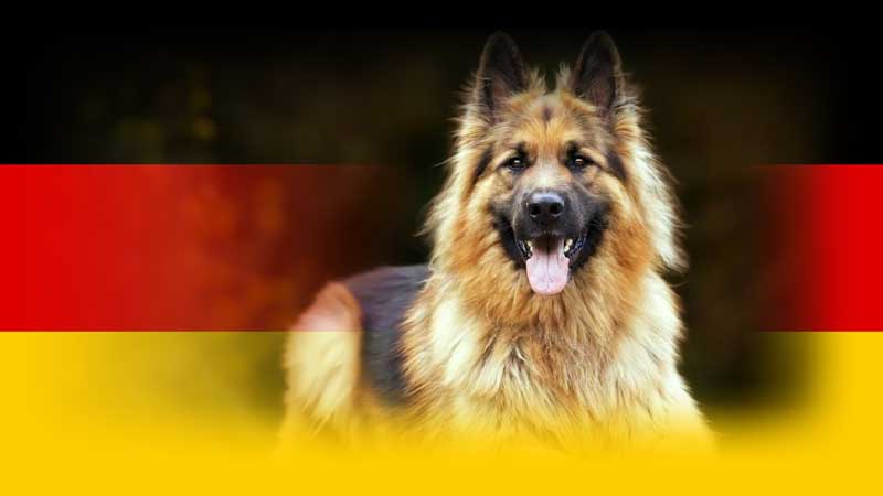 German Dog Breeds That Are Popular Throughout the World
