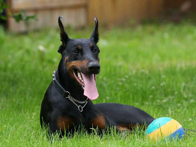 Doberman Pinscher