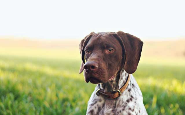 German Shorthaired Pointer