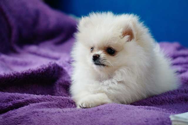 Pomeranian