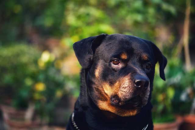 Rottweiler