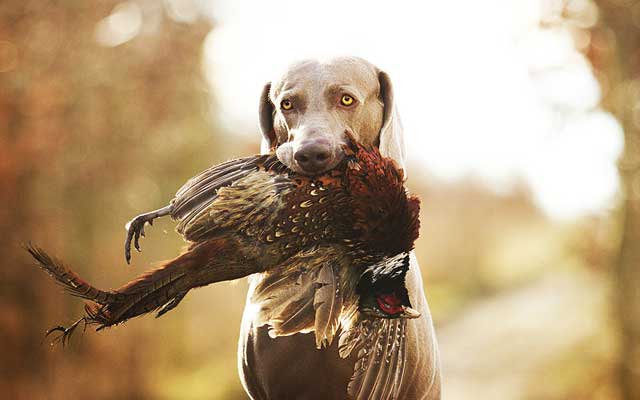 Weimaraner