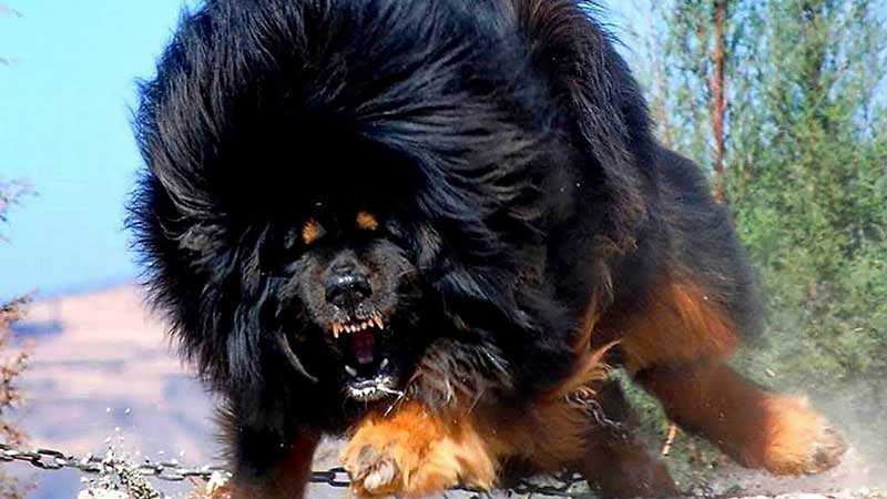 Most Powerful Dogs In The World